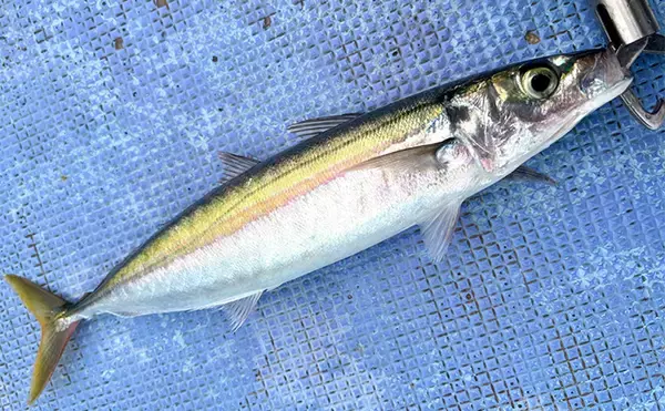 「「シマアジ出るか！？」南房シマアジ五目釣りで多彩釣果【安田丸】仕掛け微調整が奏功」の画像