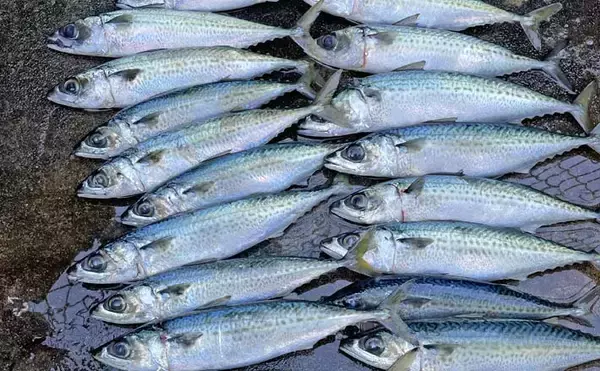 「渋い熱海港のサバを攻略！」サビキからフカセ釣りへの変更で連続ヒット【静岡】