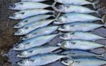 「渋い熱海港のサバを攻略！」サビキからフカセ釣りへの変更で連続ヒット【静岡】