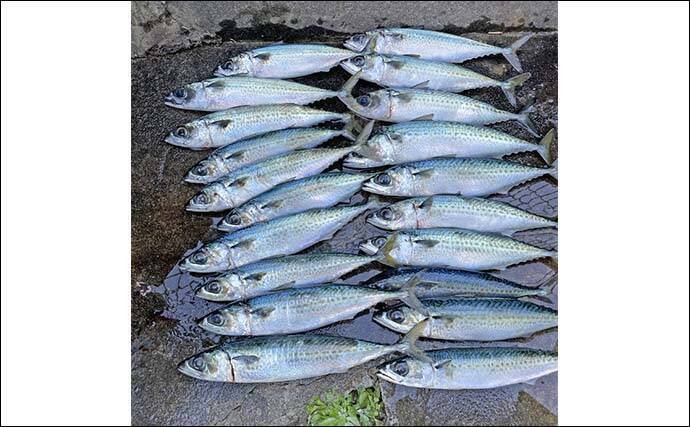 「渋い熱海港のサバを攻略！」サビキからフカセ釣りへの変更で連続ヒット【静岡】