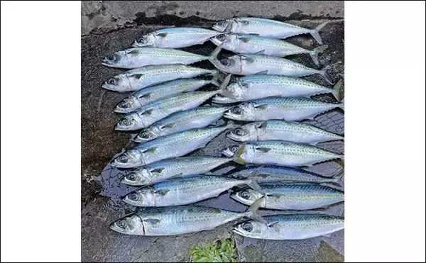 「「渋い熱海港のサバを攻略！」サビキからフカセ釣りへの変更で連続ヒット【静岡】」の画像