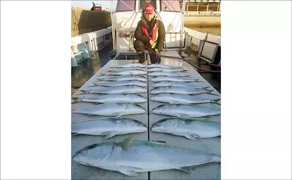 「【沖釣り釣果速報】ヒラマサがデッキにズラリ！玄界灘の落とし込み釣りで青物続々ヒット（福岡）」の画像
