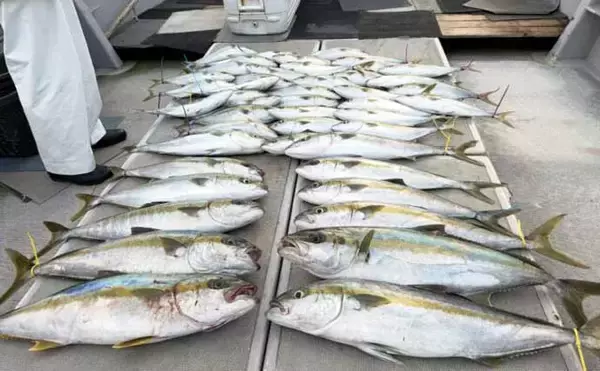 「【沖釣り釣果速報】ヒラマサがデッキにズラリ！玄界灘の落とし込み釣りで青物続々ヒット（福岡）」の画像