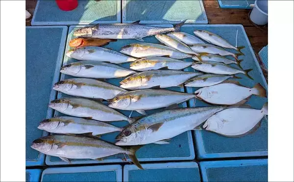 「【沖釣り釣果速報】ヒラマサがデッキにズラリ！玄界灘の落とし込み釣りで青物続々ヒット（福岡）」の画像