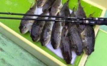 東京湾の「湾フグ釣り」徹底解説　専用タックルと釣り方の基本を詳説