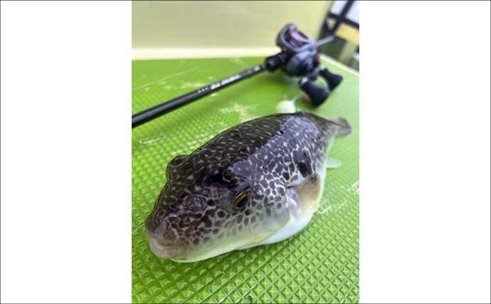 東京湾の「湾フグ釣り」徹底解説　専用タックルと釣り方の基本を詳説