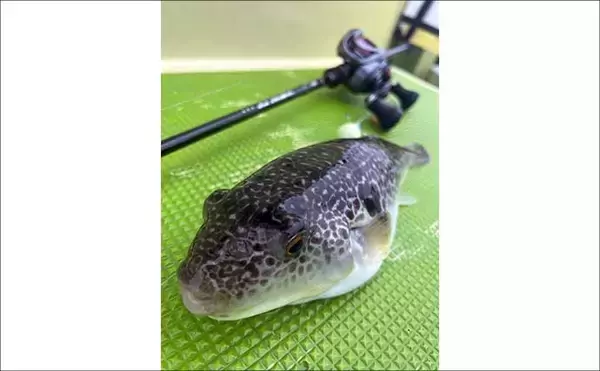 「東京湾の「湾フグ釣り」徹底解説　専用タックルと釣り方の基本を詳説」の画像