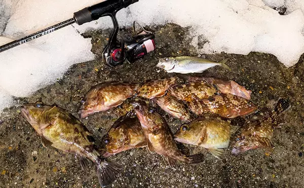 大寒波直撃の日本海でライトソルトゲーム【京都】ガシラ高活性も本命メバルは不発