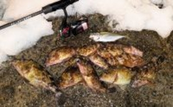 大寒波直撃の日本海でライトソルトゲーム【京都】ガシラ高活性も本命メバルは不発