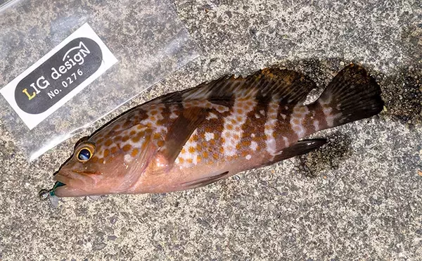 「大寒波直撃の日本海でライトソルトゲーム【京都】ガシラ高活性も本命メバルは不発」の画像