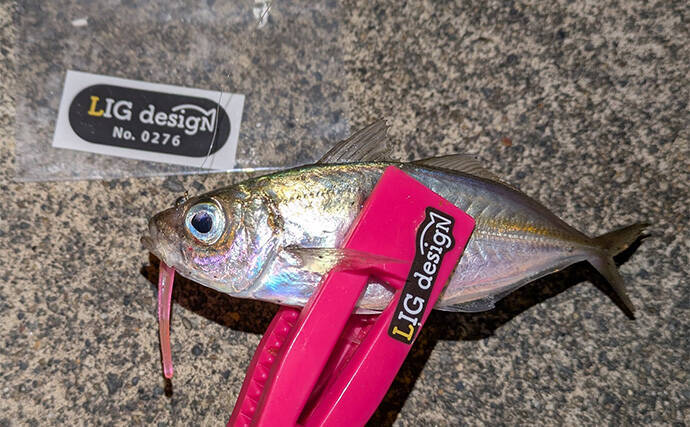 大寒波直撃の日本海でライトソルトゲーム【京都】ガシラ高活性も本命メバルは不発