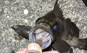 メバルは根魚なのになぜ表層で釣れるのか？　時間帯・エサ・警戒心との関係を解説