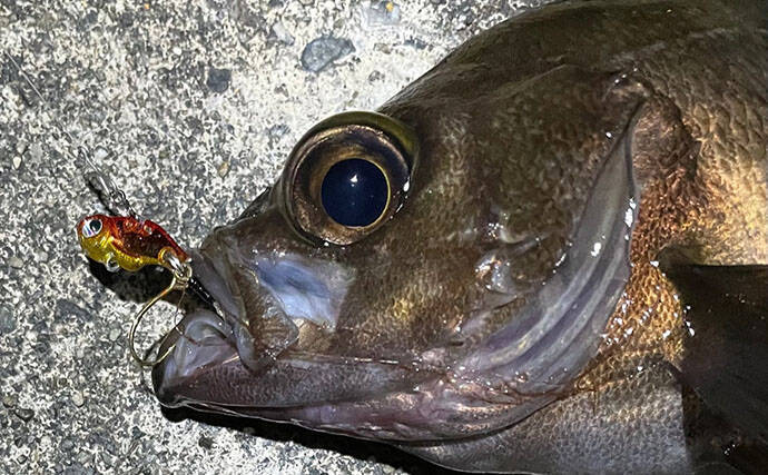 メバルは根魚なのになぜ表層で釣れるのか？　時間帯・エサ・警戒心との関係を解説