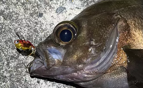 「メバルは根魚なのになぜ表層で釣れるのか？　時間帯・エサ・警戒心との関係を解説」の画像