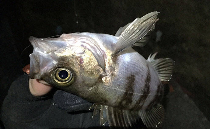 メバルは根魚なのになぜ表層で釣れるのか？　時間帯・エサ・警戒心との関係を解説
