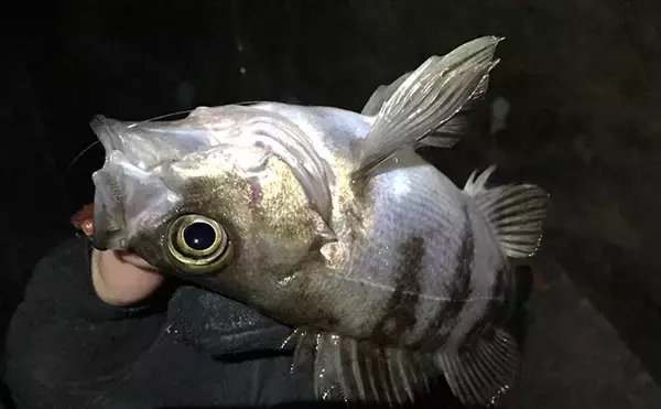 「メバルは根魚なのになぜ表層で釣れるのか？　時間帯・エサ・警戒心との関係を解説」の画像