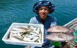 「三重のイカダ五目釣りで良型マハタ浮上　サビキで釣ったアジ泳がせ手中」の画像1