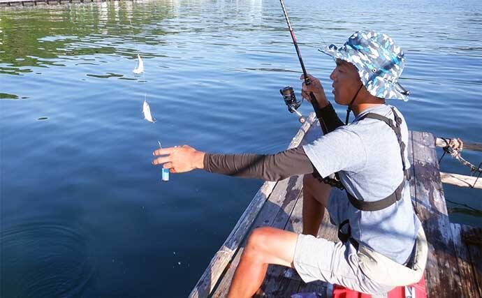 三重のイカダ五目釣りで良型マハタ浮上　サビキで釣ったアジ泳がせ手中
