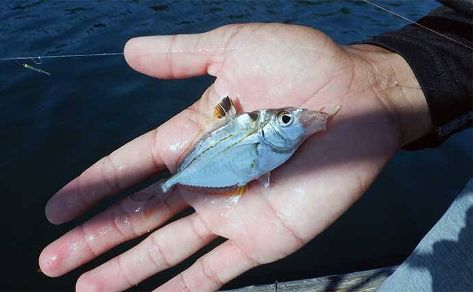三重のイカダ五目釣りで良型マハタ浮上　サビキで釣ったアジ泳がせ手中