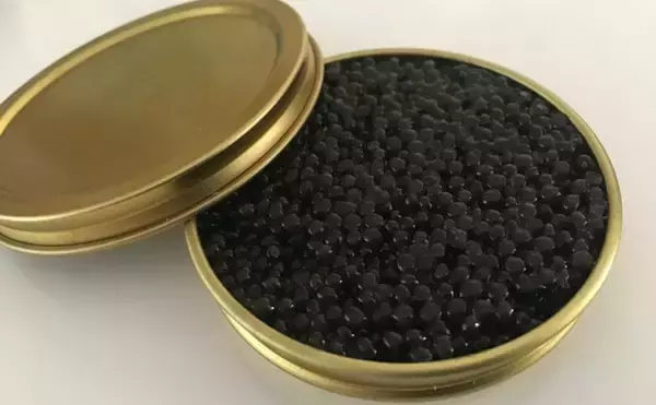 「絶滅危機のチョウザメはサメにあらず　「生きた化石」とされているワケとは？」の画像