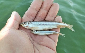 芦ノ湖のボートワカサギ釣りで667尾達成！【神奈川】最大11.5cm＆時速100尾の爆釣劇