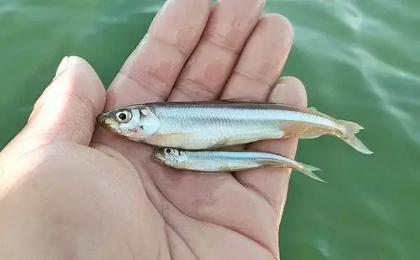 「芦ノ湖のボートワカサギ釣りで667尾達成！【神奈川】最大11.5cm＆時速100尾の爆釣劇」の画像