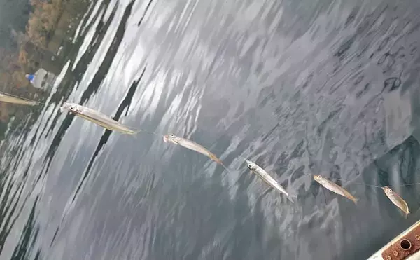 「芦ノ湖のボートワカサギ釣りで667尾達成！【神奈川】最大11.5cm＆時速100尾の爆釣劇」の画像