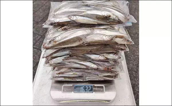 「芦ノ湖のボートワカサギ釣りで667尾達成！【神奈川】最大11.5cm＆時速100尾の爆釣劇」の画像