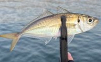 「アジングのシーズンが本格化！」 秋から初冬の基本の釣り方を解説