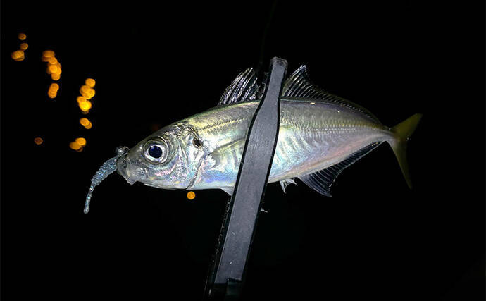 「アジングのシーズンが本格化！」 秋から初冬の基本の釣り方を解説