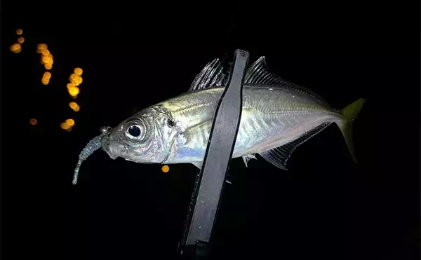 「「アジングのシーズンが本格化！」 秋から初冬の基本の釣り方を解説」の画像