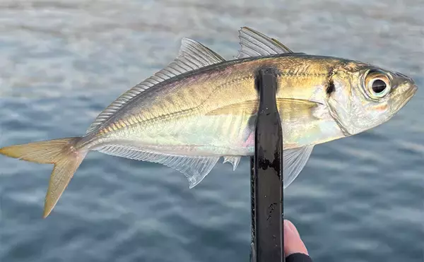 「「アジングのシーズンが本格化！」 秋から初冬の基本の釣り方を解説」の画像