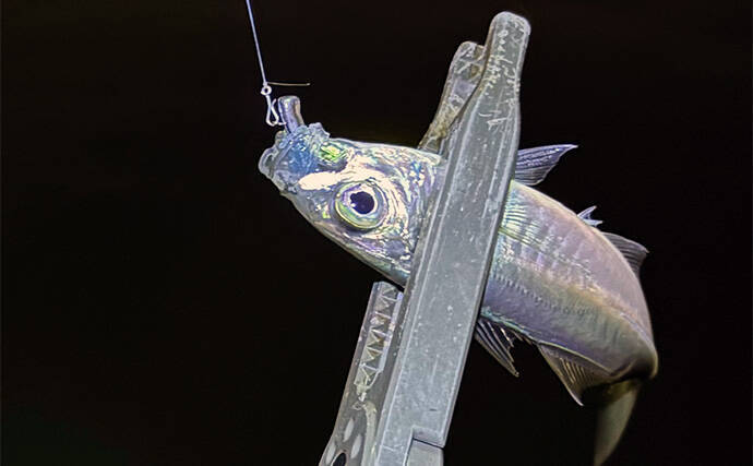 「アジングのシーズンが本格化！」 秋から初冬の基本の釣り方を解説