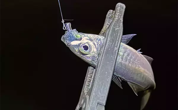 「「アジングのシーズンが本格化！」 秋から初冬の基本の釣り方を解説」の画像