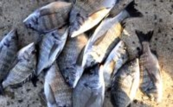 「クロ不発から一転！」恒見赤灯台のフカセ釣りでメイタ入れ食い【福岡】