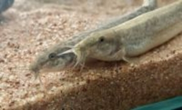 「ドジョウが出てきてこんにちは」は昔の話　ひっそりと消えていくドジョウたち