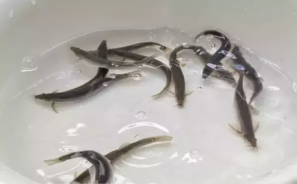 「「ドジョウが出てきてこんにちは」は昔の話　ひっそりと消えていくドジョウたち」の画像