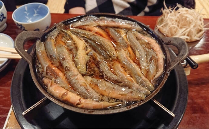 「ドジョウが出てきてこんにちは」は昔の話　ひっそりと消えていくドジョウたち