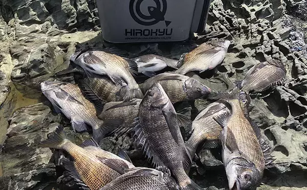 チヌフカセ釣り大会に参戦【和歌山・初島】 開始わずか30分でリミット達成！
