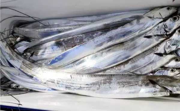 「最盛期は越えても大型マダイ浮上！タイラバやジギングにヒット【船釣り釣果速報9選・北陸】」の画像