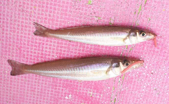 船シロギス釣りで平均20cm級の良型本命が連発！【東京湾】ハイブリッドクロスに好反応
