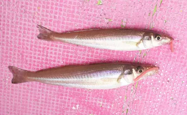 「船シロギス釣りで平均20cm級の良型本命が連発！【東京湾】ハイブリッドクロスに好反応」の画像