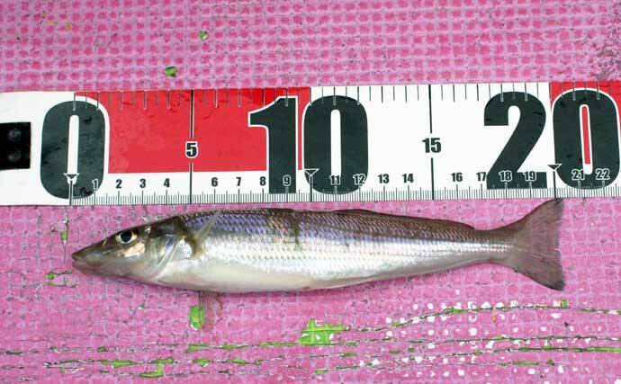 船シロギス釣りで平均20cm級の良型本命が連発！【東京湾】ハイブリッドクロスに好反応