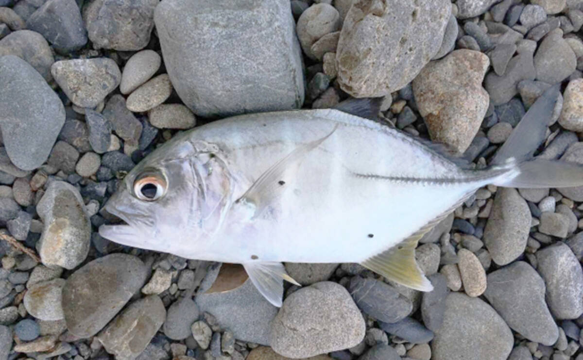 人気の釣りターゲット メッキ は複数種の総称 実は食べたら美味 22年8月26日 エキサイトニュース