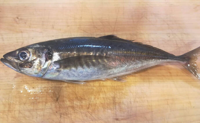 マアジ と見た目が良く似ている マルアジ は美味しくない 22年9月10日 エキサイトニュース