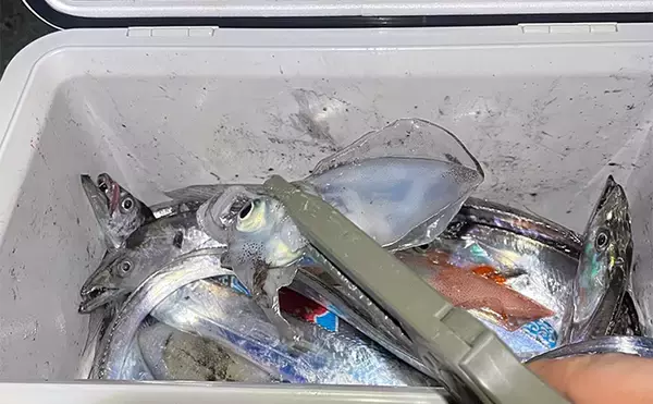 「電車釣行おすすめ釣り場：須磨（大阪湾）　春夏秋冬の釣り物とポイント紹介」の画像