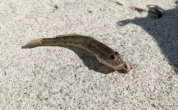 へら竿を流用したお手軽ハゼ釣行で本命22匹【宮城】手返しで数伸ばす