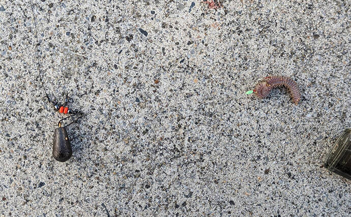 へら竿を流用したお手軽ハゼ釣行で本命22匹【宮城】手返しで数伸ばす