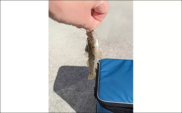 「へら竿を流用したお手軽ハゼ釣行で本命22匹【宮城】手返しで数伸ばす」の画像