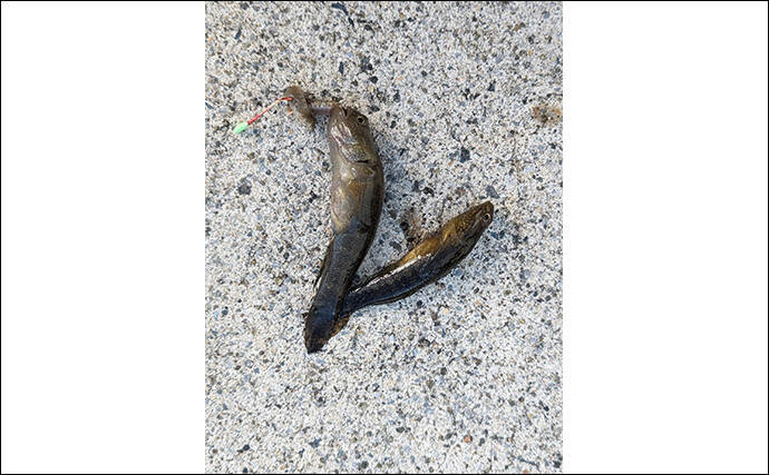 へら竿を流用したお手軽ハゼ釣行で本命22匹【宮城】手返しで数伸ばす